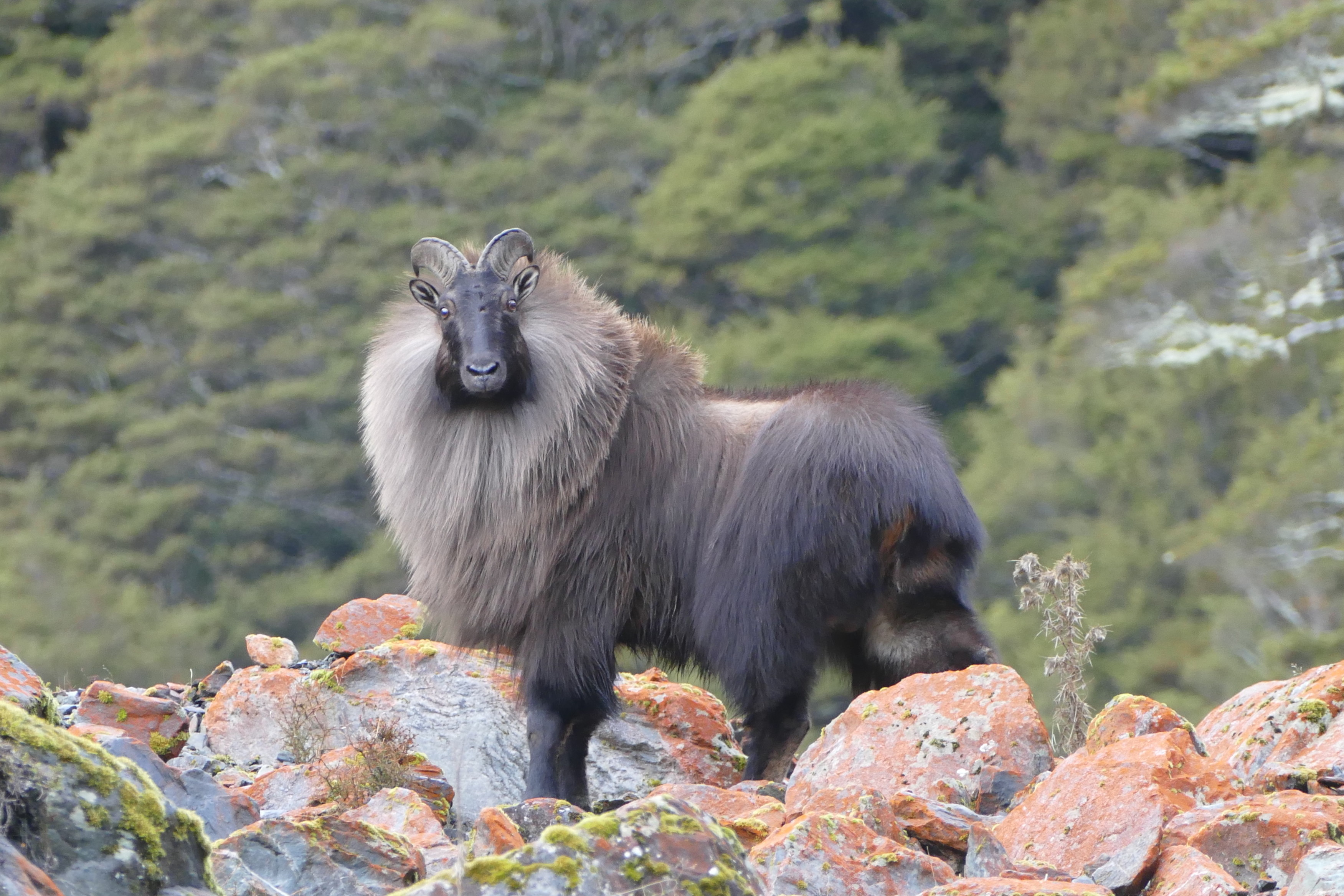 Bull Tahr