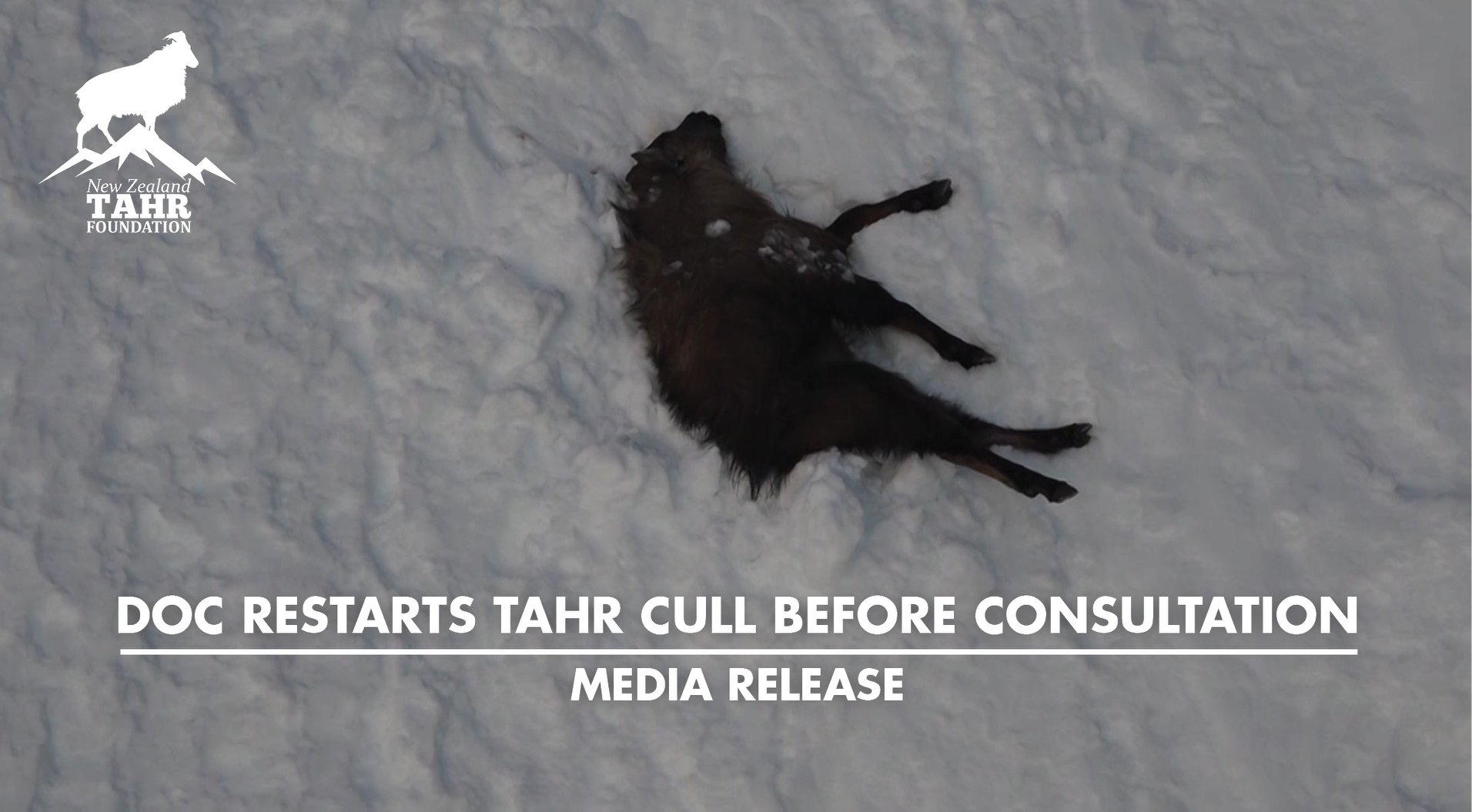 DOC RESTARTS TAHR CULL BEFORE CONSULTATION