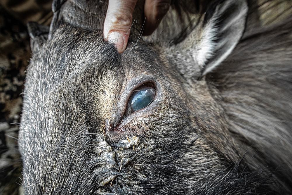 tahr pink eye lesions