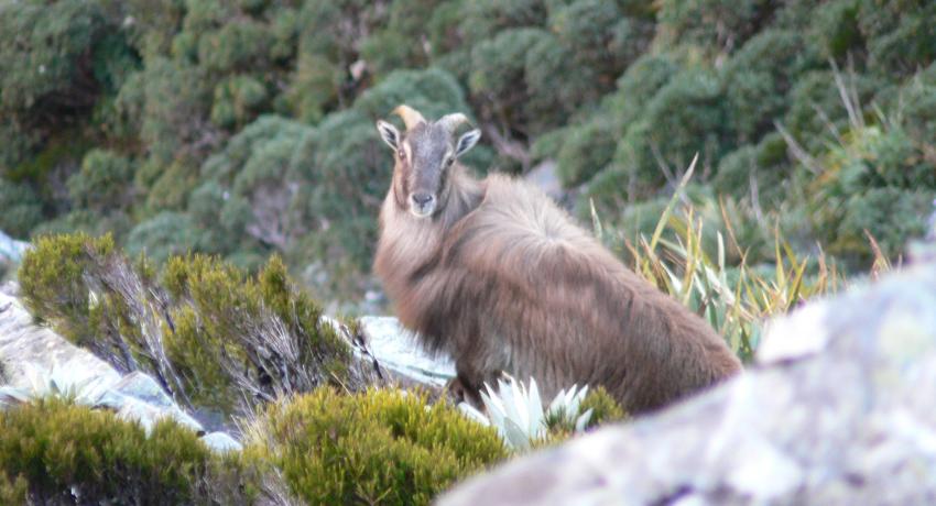 TAHR MT COOK APRIL 2008